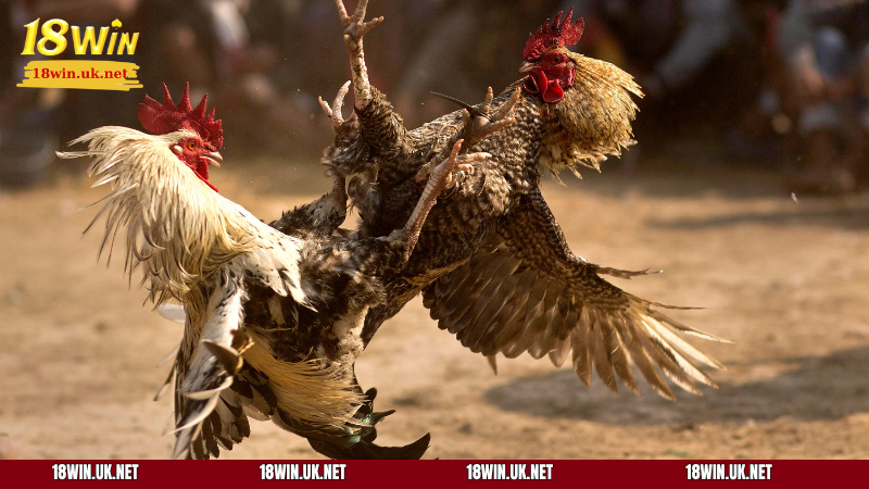 Nắm rõ luật chơi, quy định cụ thể để phán đoán chính xác hơn trong kèo