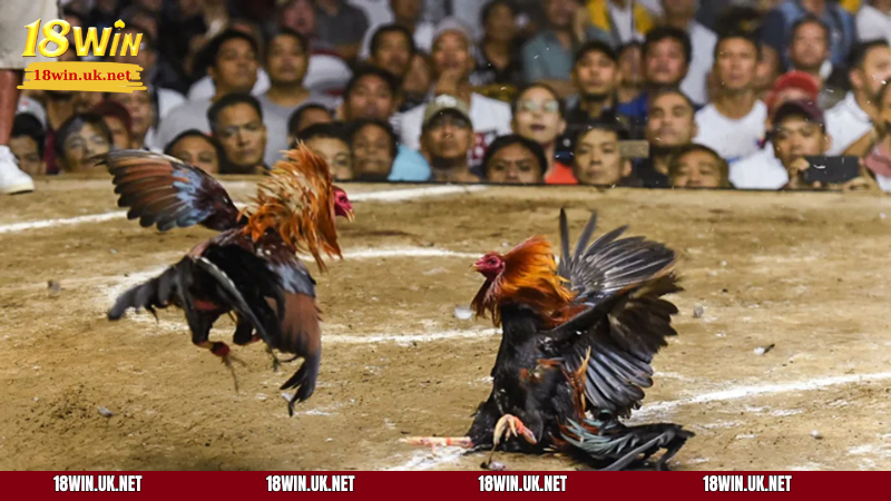 Trong đá gà cựa dao, chiến kê được trang bị cựa siêu sắc nhọn